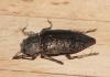 Dicerca aenea